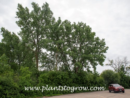 Cottonwood (Populus deltoides)
Some very large trees in the parking lot at a boat launch.